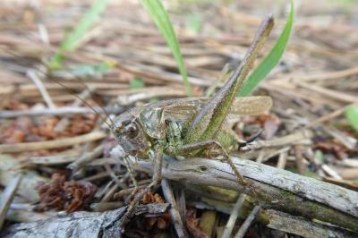 <i>Platycleis albopunctata</i>