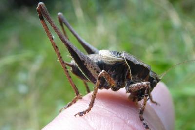 <i>Pholidoptera griseoaptera</i>