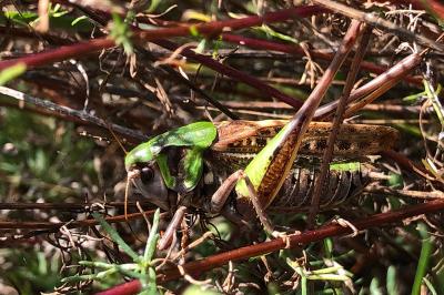 <i>Decticus verrucivorus</i>