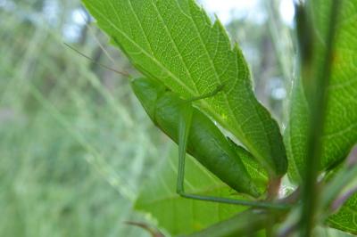 <i>Ruspolia nitidula</i>