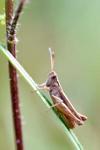 <i>Gomphocerippus rufus</i>