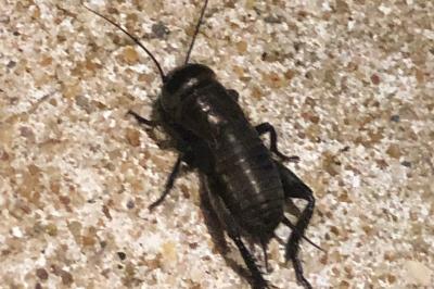 <i>Gryllus campestris</i>