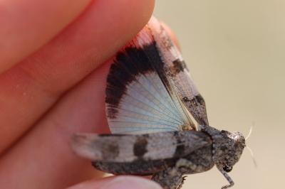 <i>Oedipoda caerulescens</i>