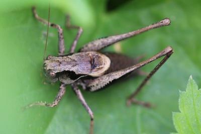<i>Pholidoptera griseoaptera</i>