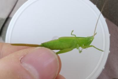 <i>Ruspolia nitidula</i>