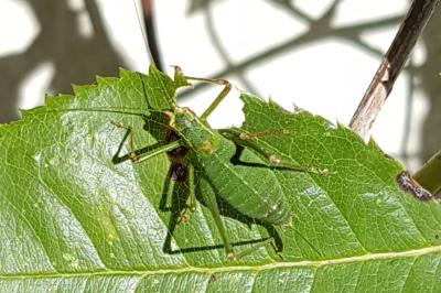 <i>Leptophyes punctatissima</i>