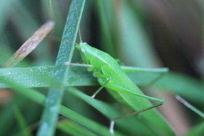 <i>Ruspolia nitidula</i>