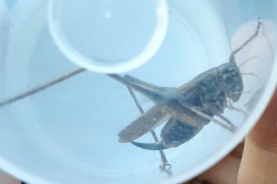 <i>Platycleis albopunctata</i>