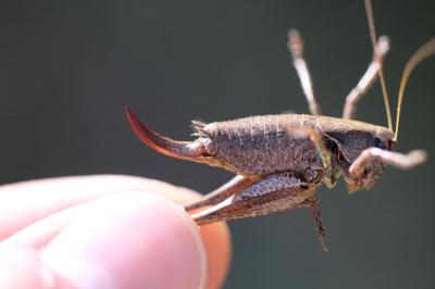 <i>Pholidoptera griseoaptera</i>