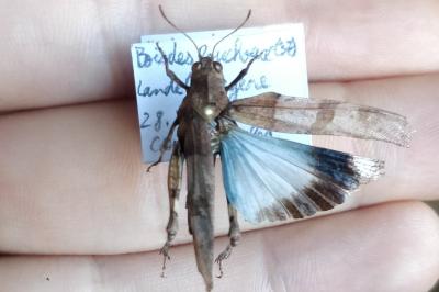 <i>Oedipoda caerulescens</i>