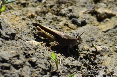 <i>Aiolopus strepens</i>