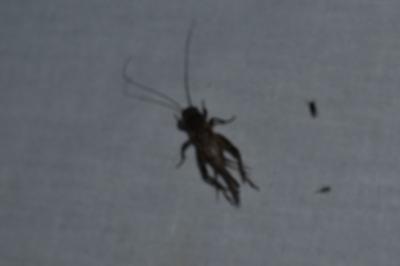 <i>Eumodicogryllus bordigalensis</i>