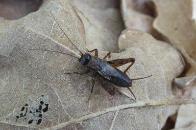 <i>Nemobius sylvestris</i>