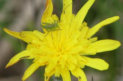 <i>Tettigonia viridissima</i>