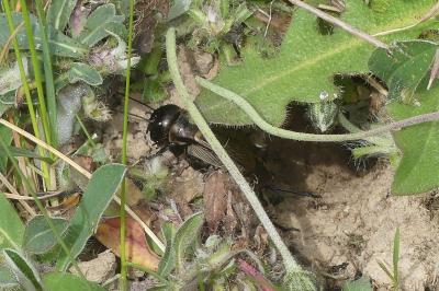 <i>Gryllus campestris</i>
