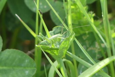 <i>Tettigonia viridissima</i>