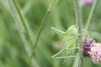 <i>Tettigonia viridissima</i>