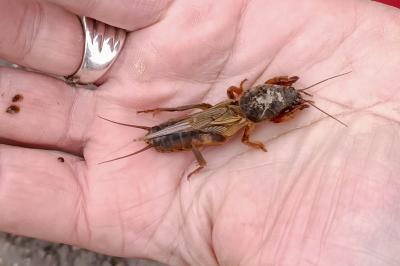 <i>Gryllotalpa gryllotalpa</i>