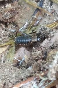 <i>Nemobius sylvestris</i>