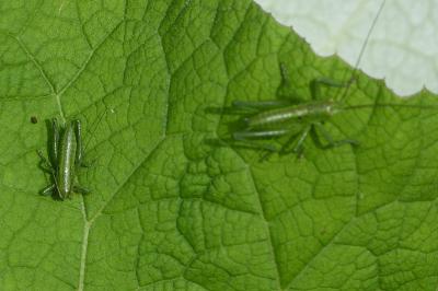 <i>Tettigonia viridissima</i>