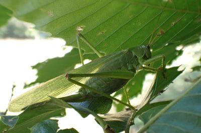 <i>Tettigonia viridissima</i>