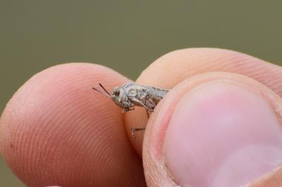 <i>Oedaleus decorus</i>