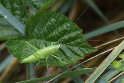 <i>Ruspolia nitidula</i>