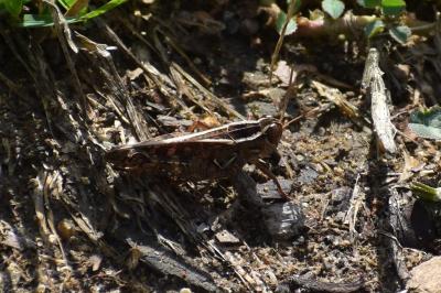 <i>Calliptamus italicus</i>