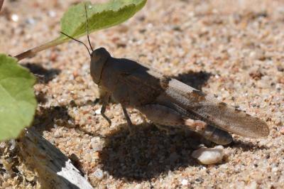 <i>Sphingonotus caerulans</i>
