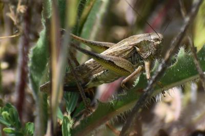 <i>Platycleis albopunctata</i>