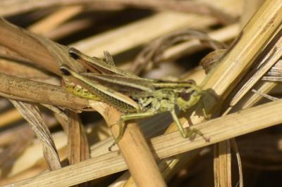 <i>Pseudochorthippus parallelus</i>