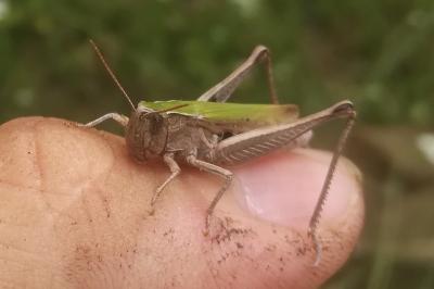 <i>Chorthippus dorsatus</i>