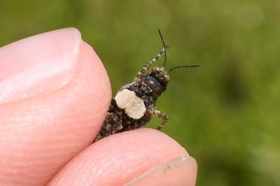 <i>Paratettix meridionalis</i>