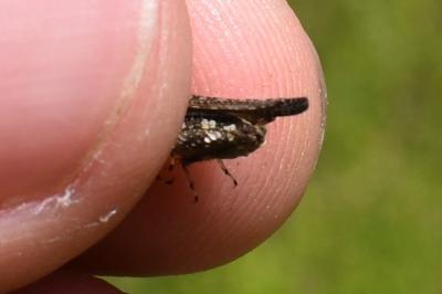 <i>Paratettix meridionalis</i>