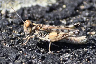 <i>Dociostaurus genei</i>