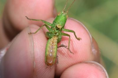 <i>Conocephalus fuscus</i>
