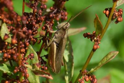 <i>Chorthippus dorsatus</i>