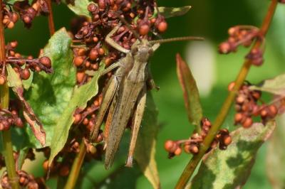 <i>Chorthippus dorsatus</i>