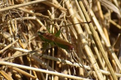 <i>Conocephalus</i>