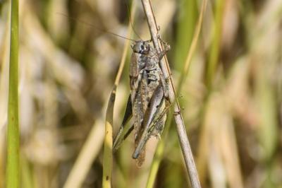 <i>Platycleis albopunctata</i>