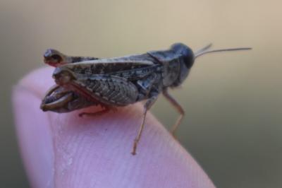 <i>Calliptamus barbarus</i>