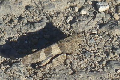 <i>Oedipoda caerulescens</i>