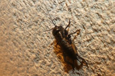 <i>Gryllus campestris</i>