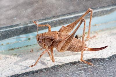 <i>Pholidoptera griseoaptera</i>