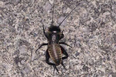 <i>Gryllus campestris</i>