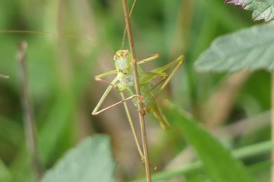 <i>Phaneroptera falcata</i>
