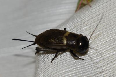 <i>Gryllus campestris</i>