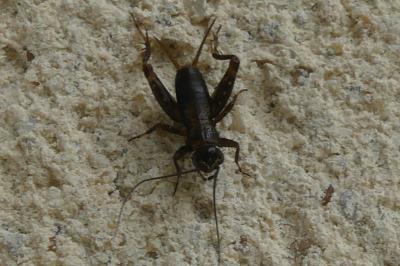 <i>Nemobius sylvestris</i>