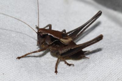 <i>Pholidoptera griseoaptera</i>