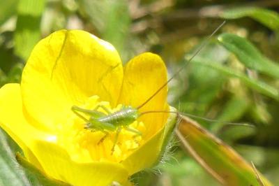 <i>Tettigonia viridissima</i>